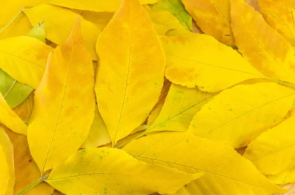 Sárga őszi levelek, a természetes fából készült napló — Stock Fotó
