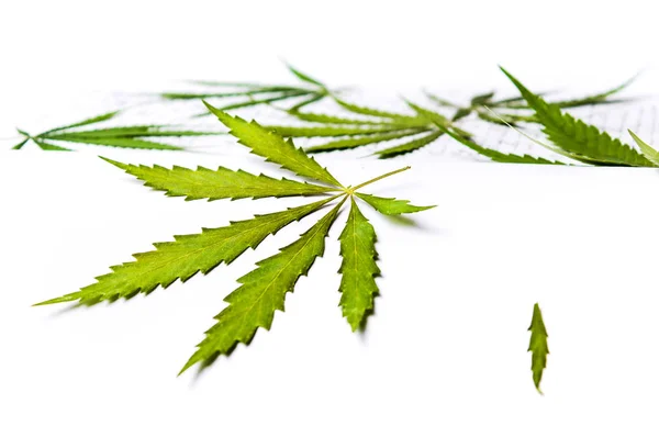 Grandes hojas de marihuana sobre fondo blanco —  Fotos de Stock