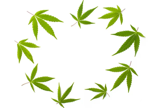 Marihuana blade isoleret med copyspace - Stock-foto