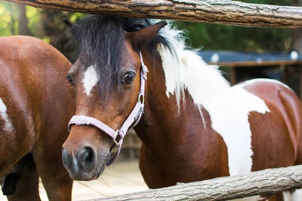 Portrait of a pony close up — Stock Photo, Image