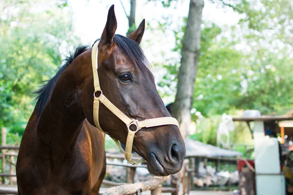 Portrait of a horse close up — Stock Photo, Image