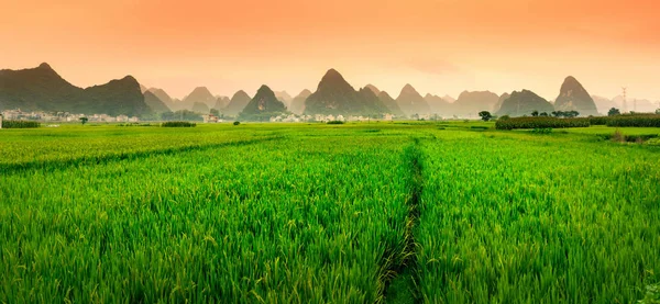 Campo de arroz chino puesta de sol con formaciones kársticas — Foto de Stock