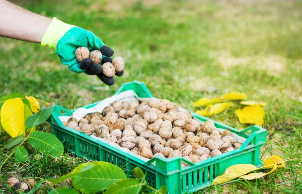 Arbetstagare samla valnötter från gräset — Stockfoto