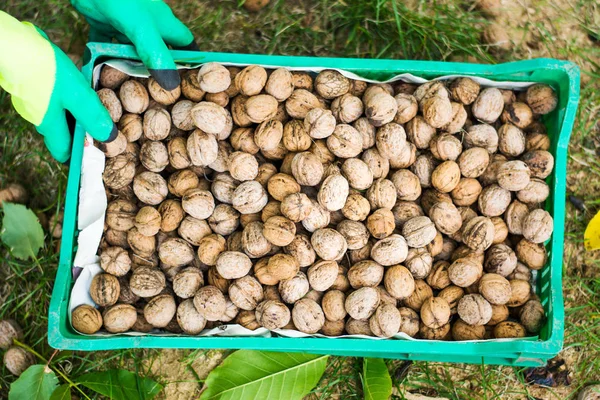 Arbetare som håller låda med färska plockade valnötter — Stockfoto