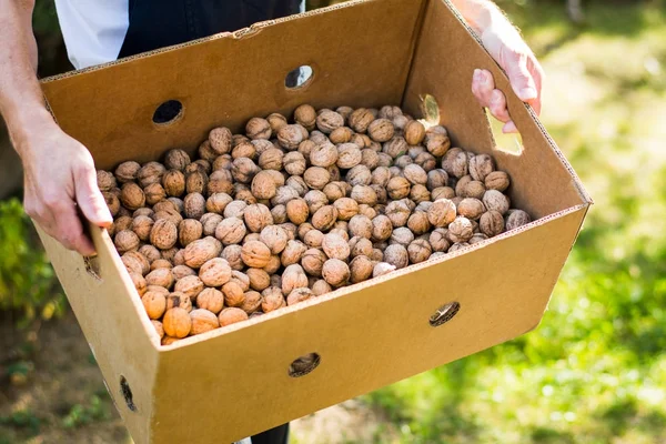 Man håller låda full med valnötter — Stockfoto