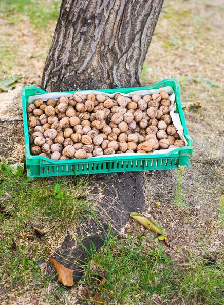 Låda full med färska plockade valnötter — Stockfoto