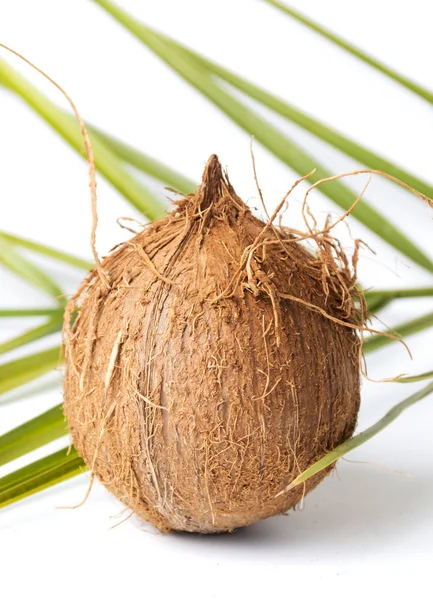 전체 코코넛과 흰색 잎 — 스톡 사진