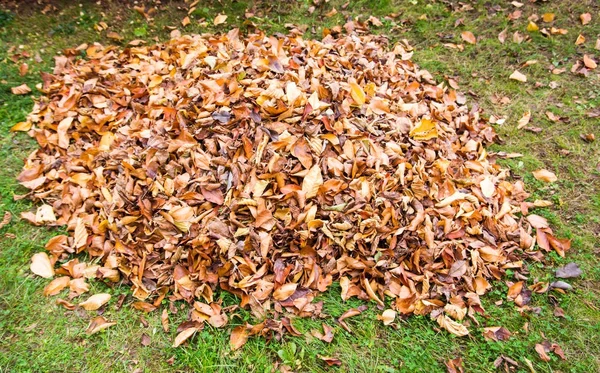 Montón de hojas caídas de otoño en el patio — Foto de Stock