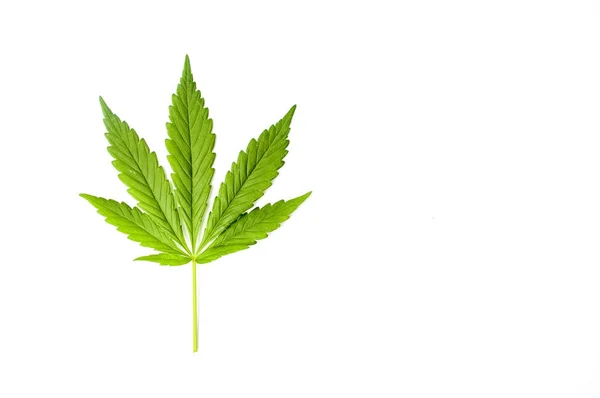Beyaz izole marihuana yaprağı — Stok fotoğraf