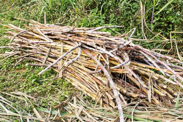 Colheita de pilha de cana de açúcar no campo — Fotografia de Stock