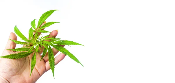 Handen håller marijuana blad isolerade — Stockfoto