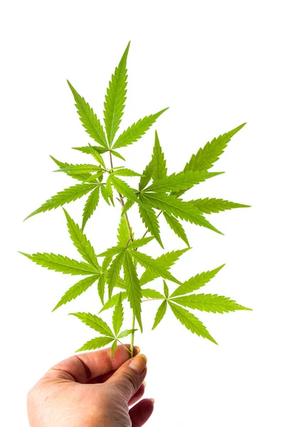 İzole marihuana yaprağı tutan el — Stok fotoğraf