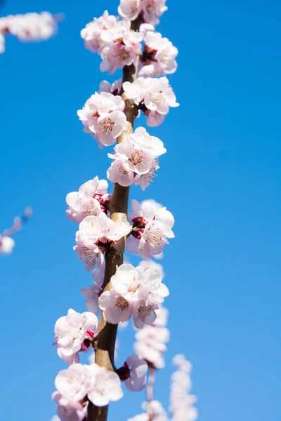 Ciliegio in fiore — Foto Stock