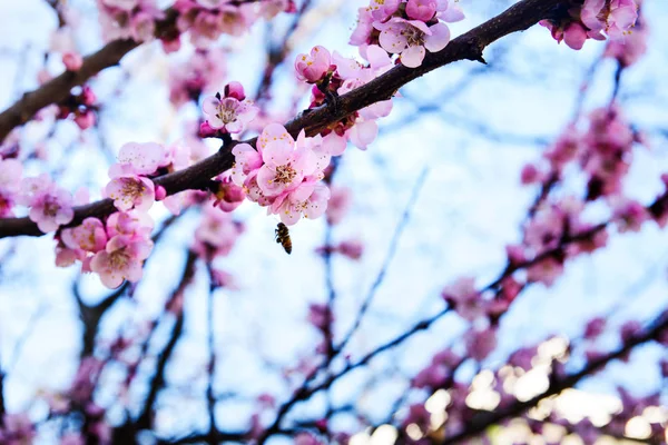 Ciliegio in fiore — Foto Stock