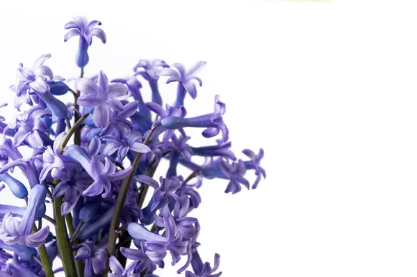 Kleurrijke hyacinten bloemen in een vaas — Stockfoto