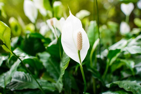 Calla bloem in een veld close-up — Stockfoto