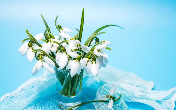 Flores de gota de neve em um vaso no fundo azul — Fotografia de Stock