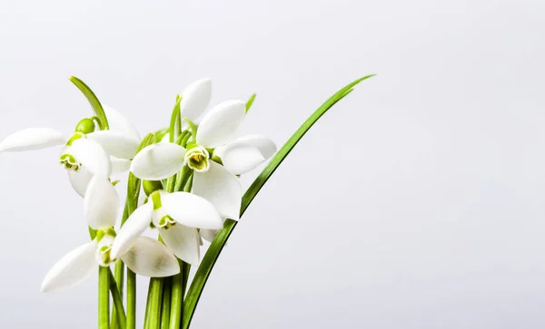 Fiori di bucaneve su sfondo bianco — Foto Stock