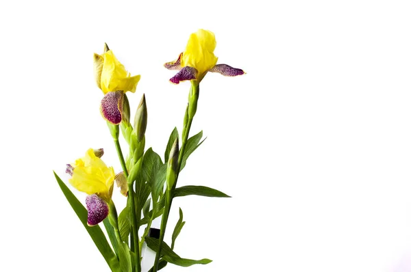 Gele iris bloemen op wit textiel achtergrond — Stockfoto