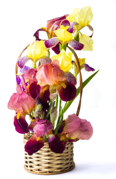 Flores de íris mistas em um vaso — Fotografia de Stock