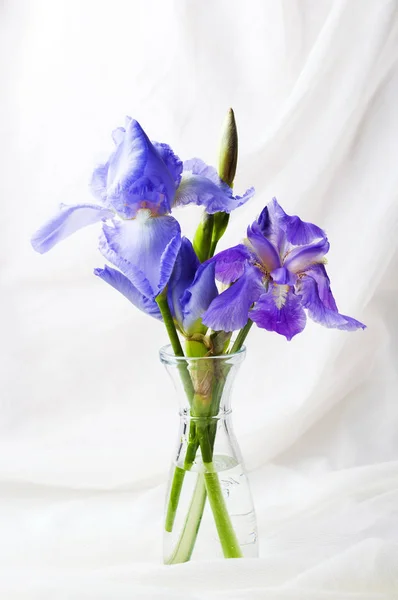 Paarse iris bloemen op wit textiel achtergrond — Stockfoto