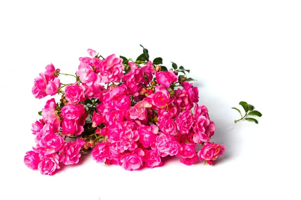 Rose rosa su sfondo bianco vista dall'alto — Foto Stock