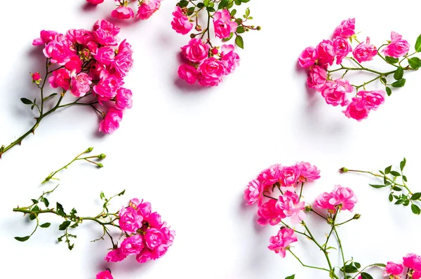 Rosas rosadas sobre fondo blanco vista superior — Foto de Stock