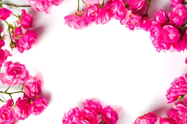 Fehér alapon rózsaszín rózsa, felülnézet — Stock Fotó