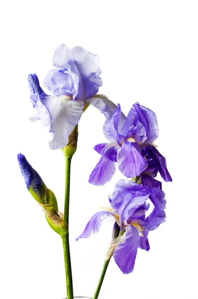 Paarse iris bloemen op wit textiel achtergrond — Stockfoto