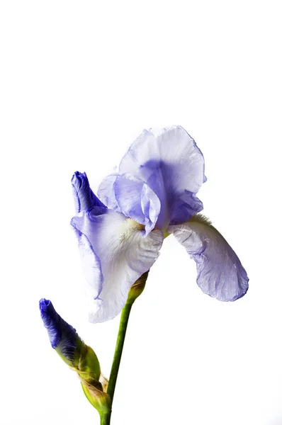 A háttér fehér textil Irisz — Stock Fotó