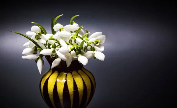 Snowdrop blommor i en vas på mörk bakgrund — Stockfoto