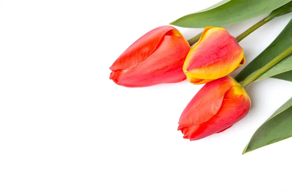 Tulipes rouges isolées sur fond blanc — Photo