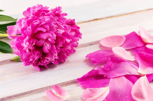 Rózsaszín bazsarózsa virágok az asztalra — Stock Fotó