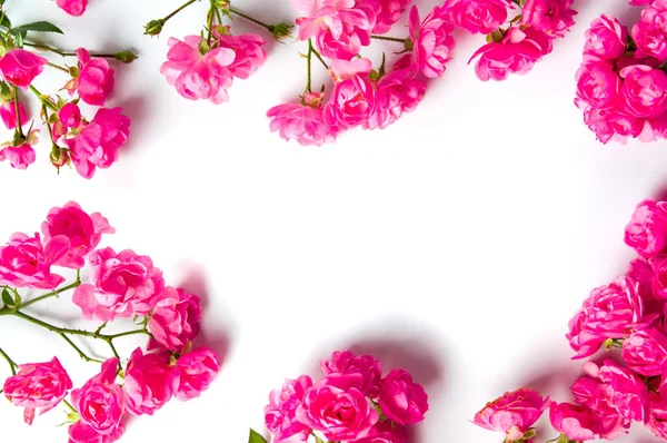 Pink roser på hvid baggrund top visning - Stock-foto