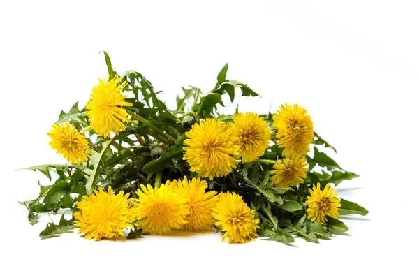 Dandelion flowers isolated on white — Stock Photo, Image