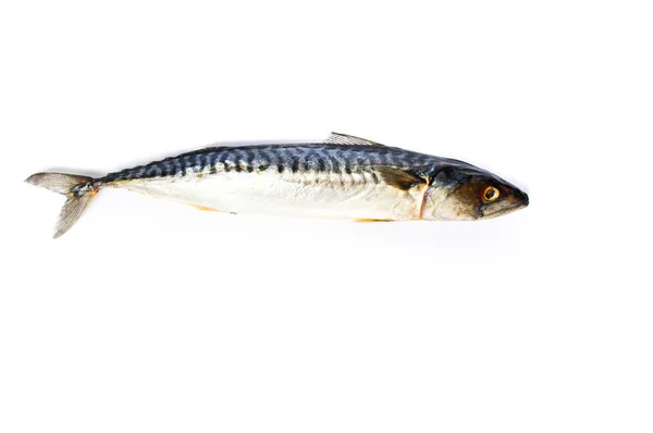 생 고등어 생선 흰색 절연 — 스톡 사진
