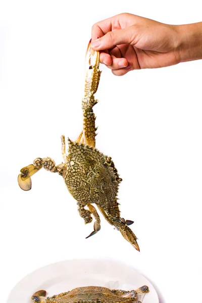 Hand met een krab geïsoleerd — Stockfoto