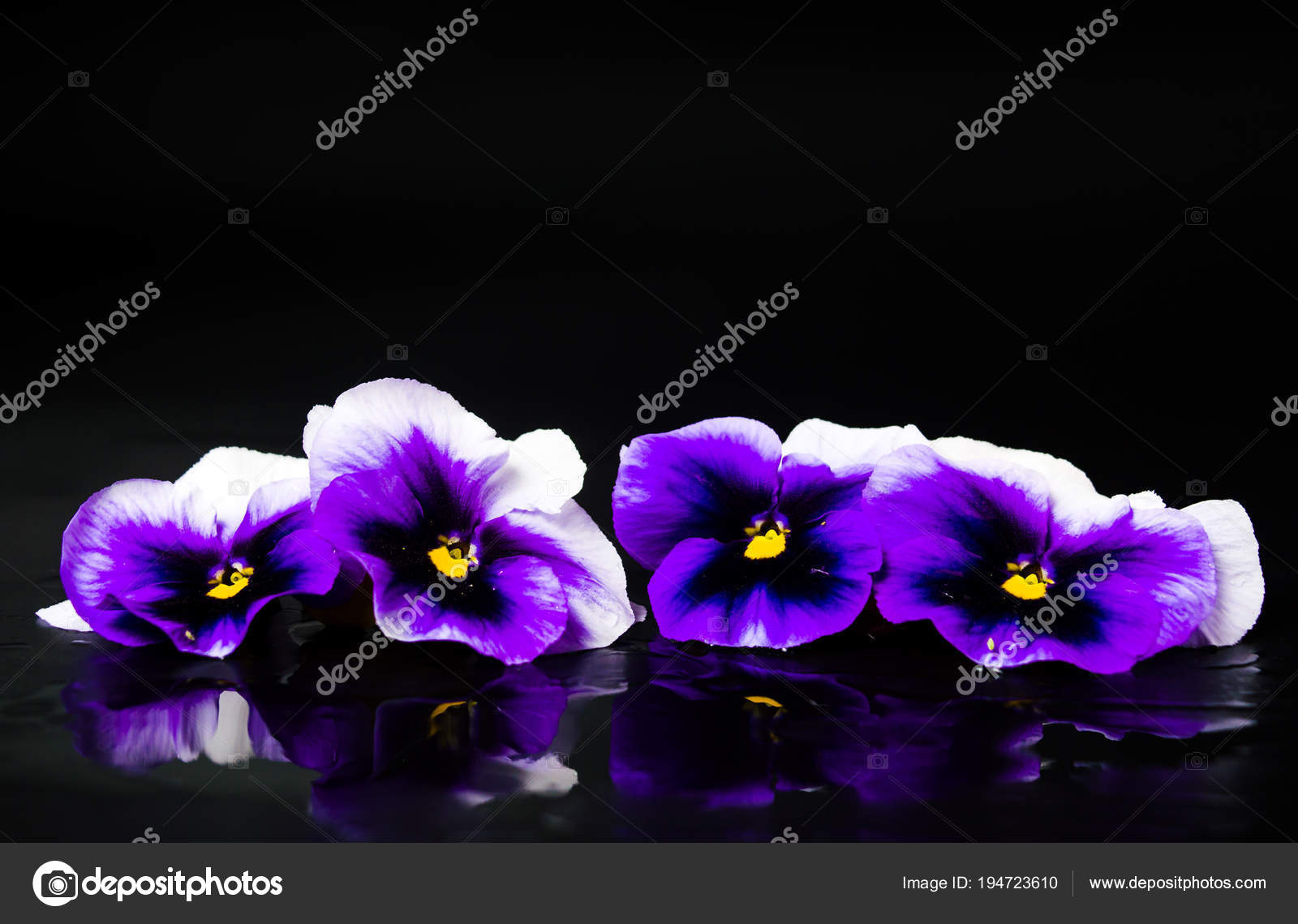 暗い背景に紫の花をいける ストック写真 C Creativefamily 暗い背景に紫の花をいける ストック写真 C Creativefamily