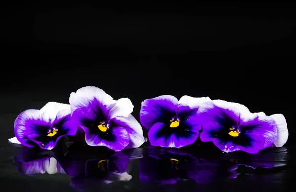 Arrangement de fleurs violettes sur fond sombre — Photo