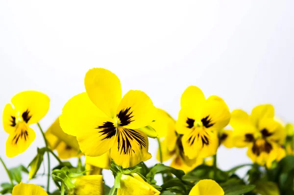 Yellow flowers against white background — Stock Photo, Image