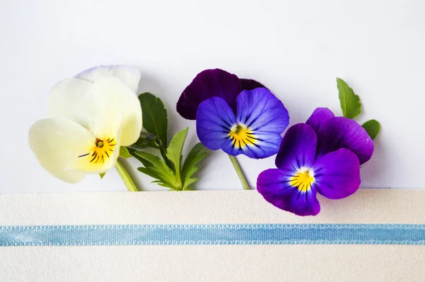 Viola kolorowe kwiaty w kopercie — Zdjęcie stockowe