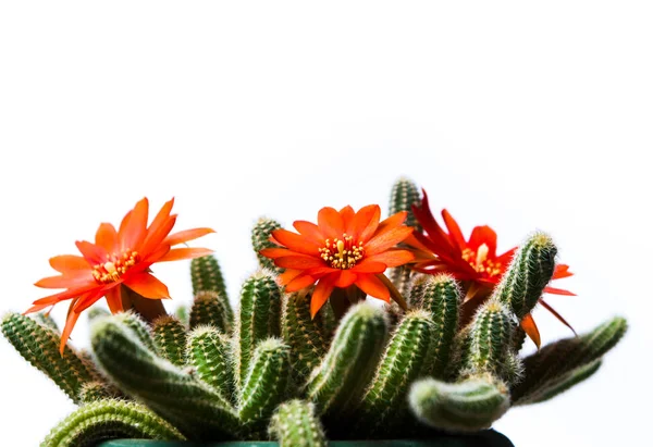 Kaktusblomst isolert på hvitt – stockfoto