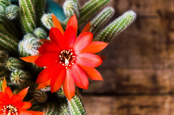 Cactus en flor sobre mesa rústica — Foto de Stock