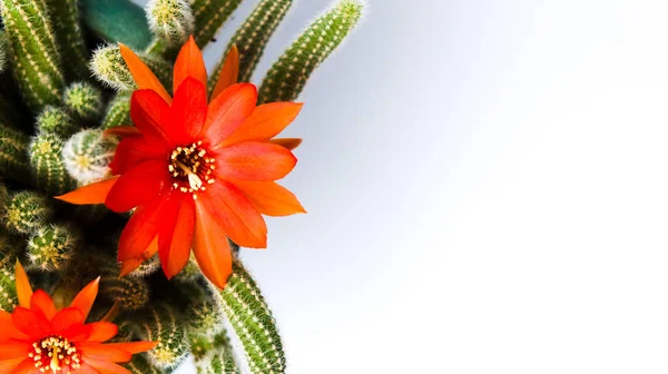 Flor de cactus aislada en blanco — Foto de Stock