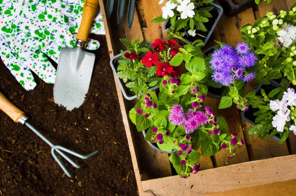 Colorful flowers and gardening tools in the soil