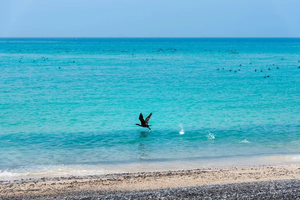 Prachtig strand vol met vogels — Stockfoto