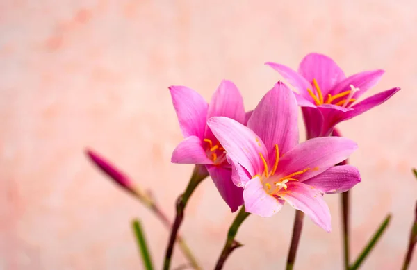Flores lírio-de-rosa em flor no fundo pastel — Fotografia de Stock