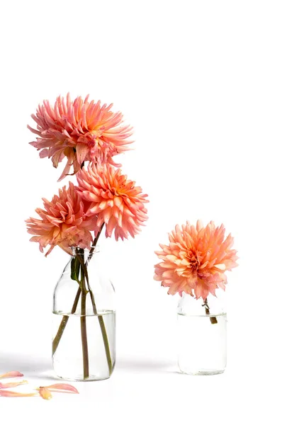 Dahlia flowers in a glass vase isolated — Stock Photo, Image