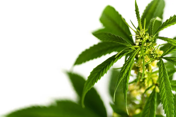 Industrihampa cannabis växt mot ljus bakgrund — Stockfoto