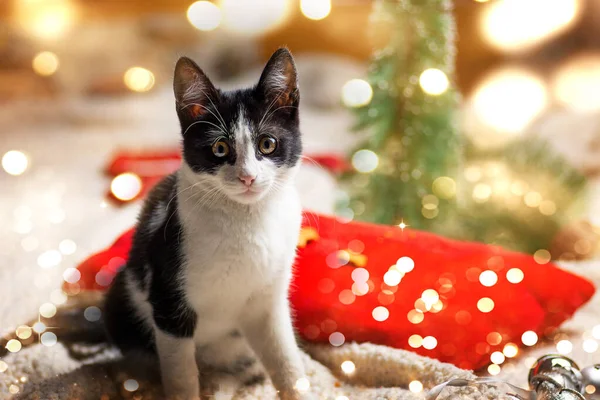 Gattino e festosa decorazione natalizia — Foto Stock